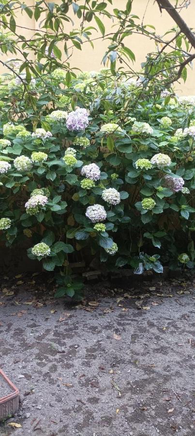ホテル Il Giardino Nascosto ナポリ エクステリア 写真