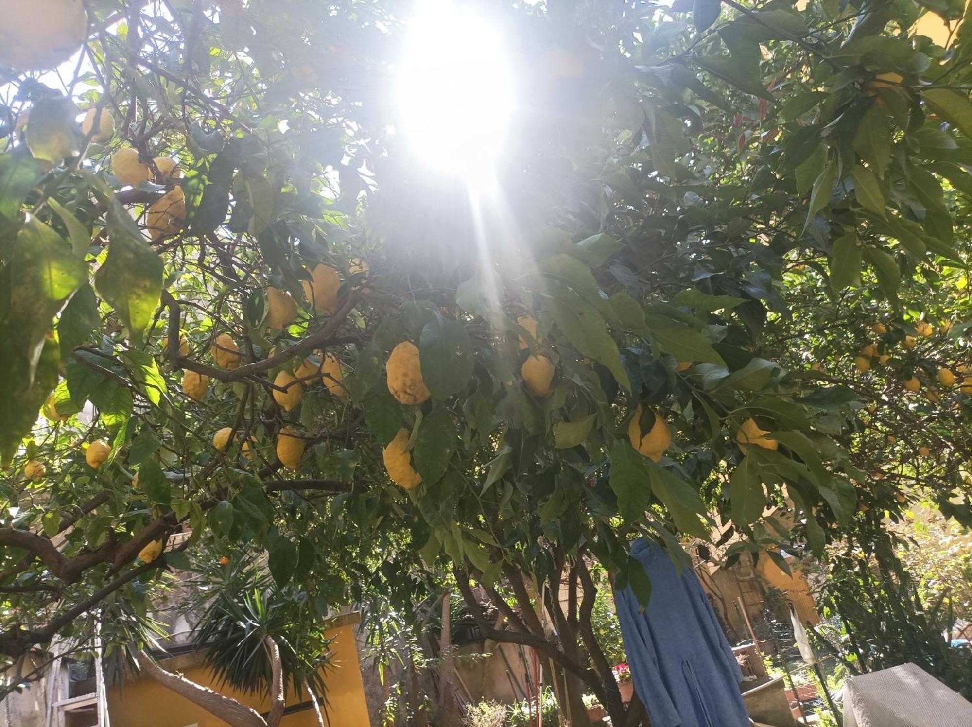 ホテル Il Giardino Nascosto ナポリ エクステリア 写真